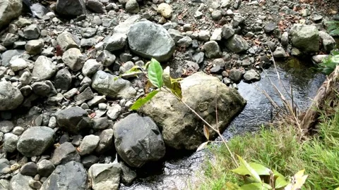 Clear water flowing between the river rocks 5 Stock Footage 207443927