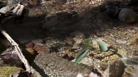 Clear water flowing down a shallow creek Video stock 145681797