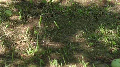 Clear Water Flowing Over Muddy Ground and Green Grass in a Peaceful Forest Stock Footage 339647862