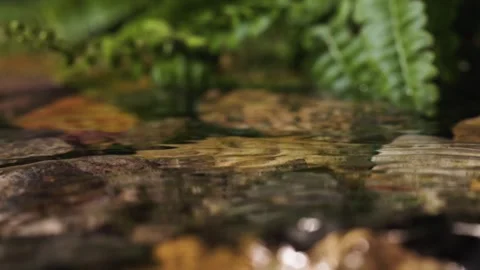 Clear Water Flowing Over Rocks with Leaves – Peaceful Nature Scene Stock Footage 310613880