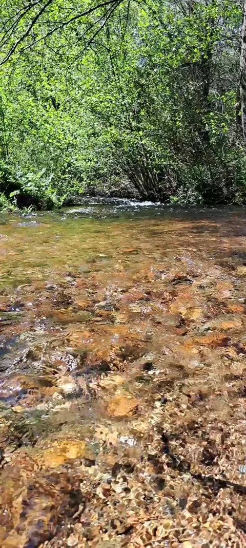 Clear water flowing over rocks to some bushes Stock Footage 315601875