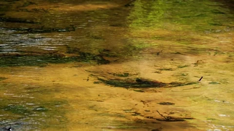 Clear water flowing over a sandy riverbed Stock Footage 337730421