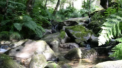 Clear water flowing on river. Stock Footage 48965614