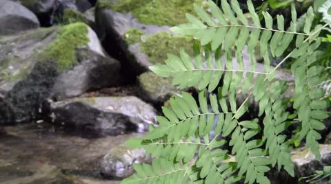 Clear water flowing on river. Stock Footage 48967504