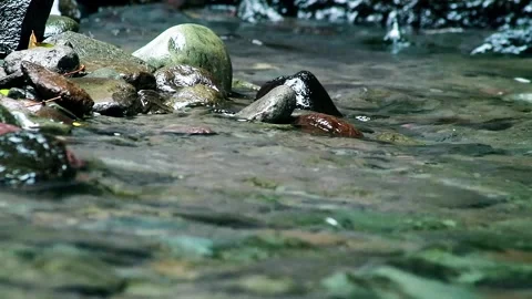 Clear water flowing in the river Stock-Footage 259716727