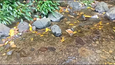 Clear water flowing on the rocks of a small river 31 Stock Footage 206181922