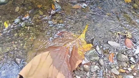 Clear water flowing on the rocks of a small river 27 库存影片 206184518
