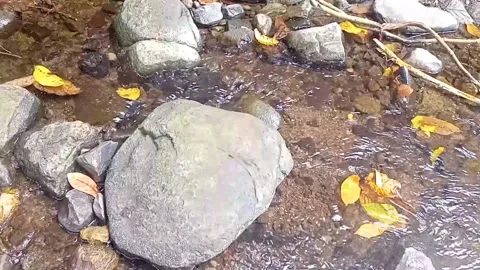 Clear water flowing on the rocks of a small river 25 Stock Footage 206184520