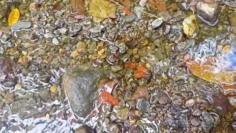 Clear water flowing on the rocks of a small river 24 Stock Footage 206184712