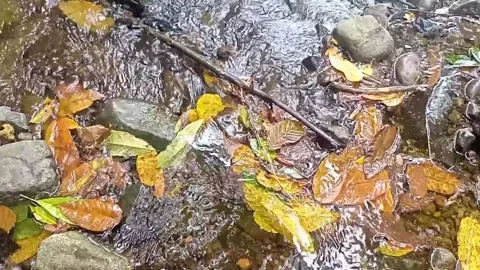Clear water flowing on the rocks of a small river 23 Stock Footage 206184716
