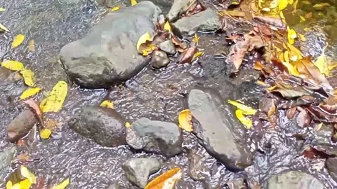 Clear water flowing on the rocks of a small river 22 Stock Footage 206184725