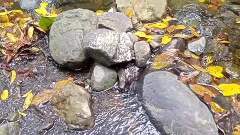 Clear water flowing on the rocks of a small river 21 Stock Footage 206184734