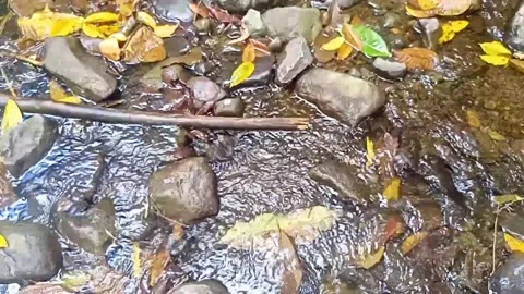 Clear water flowing on the rocks of a small river 20 库存影片 206184941