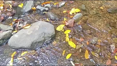 Clear water flowing on the rocks of a small river 16 Stock Footage 206185089