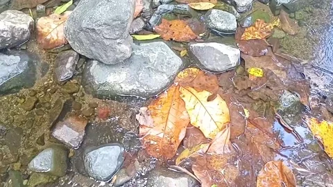 Clear water flowing on the rocks of a small river 14 Stock Footage 206185480