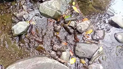 Clear water flowing on the rocks of a small river 13 Stock Footage 206185638