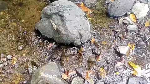 Clear water flowing on the rocks of a small river 10 Stock Footage 206185680