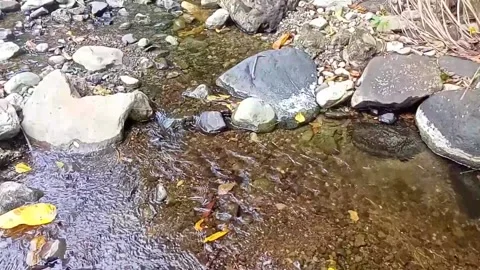Clear water flowing on the rocks of a small river 7 Stock Footage 206185983