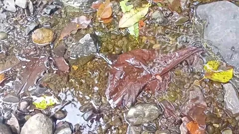 Clear water flowing on the rocks of a small river 6 Stock Footage 206185984