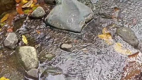 Clear water flowing on the rocks of a small river 5 Video stock 206185985