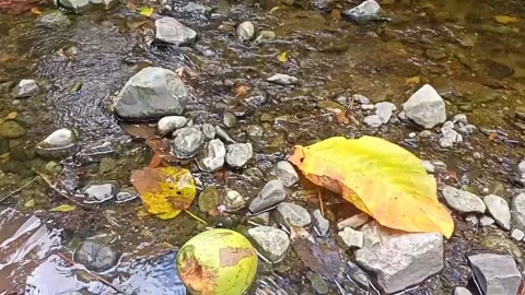 Clear water flowing on the rocks of a small river 2 Stock Footage 206186145
