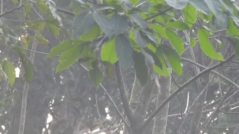 Clear Water Flowing in a Small Forest Stream Stock Footage 308526543