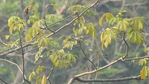 Clear Water Flowing in a Small Forest Stream Stock Footage 308527675