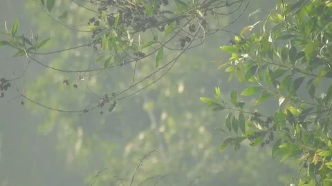 Clear Water Flowing in a Small Forest Stream Stock Footage 308528945