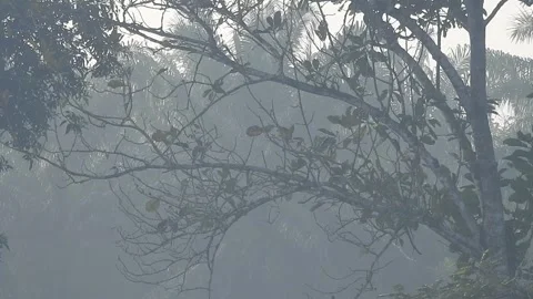 Clear Water Flowing in a Small Forest Stream Stock Footage 308529050