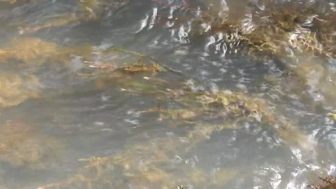 Clear Water Flowing in a Small Forest Stream Video stock 308529058