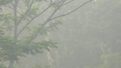 Clear Water Flowing in a Small Forest Stream Stock-Footage 308529059