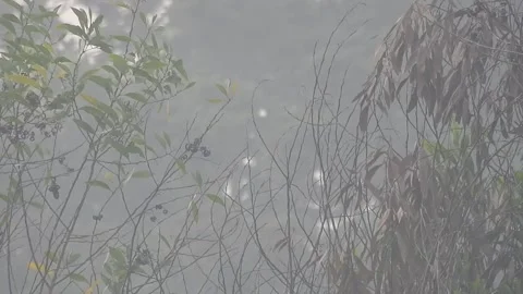 Clear Water Flowing in a Small Forest Stream Stock Footage 308532371