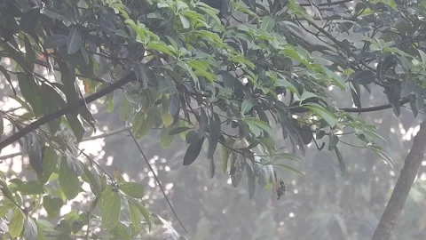 Clear Water Flowing in a Small Forest Stream Stock Footage 308532508