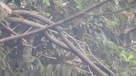 Clear Water Flowing in a Small Forest Stream Stock Footage 308533254