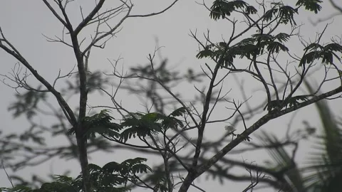 Clear Water Flowing in a Small Forest Stream Vídeos de archivo 308533449