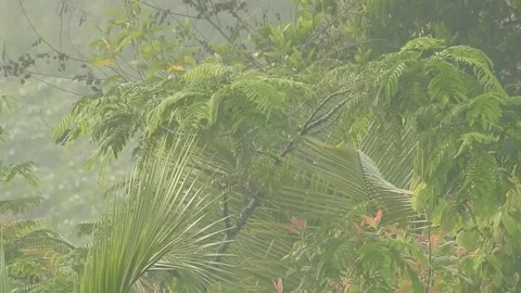 Clear Water Flowing in a Small Forest Stream Stock Footage 308535113