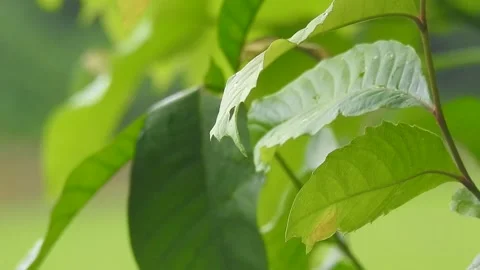 Clear Water Flowing in a Small Forest Stream Video stock 308537489