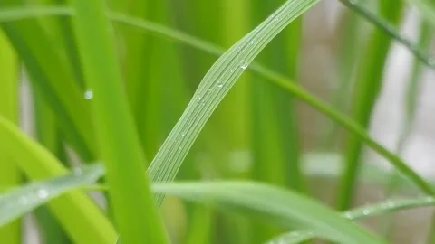 Clear Water Flowing in a Small Forest Stream Stock Footage 308537672