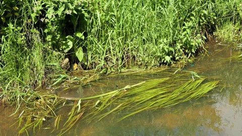 Clear water flowing in a small stream with green plants Stock Footage 337728384