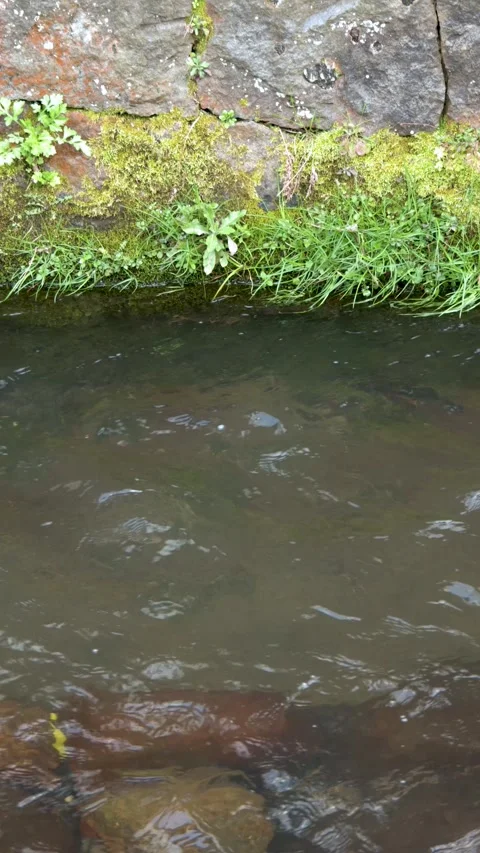 Clear Water Flowing Through Stone Canal with Moss and Grass Stock Footage 346738120