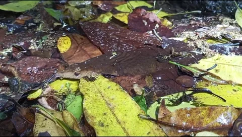 Clear water flows among the fallen leaves in a small stream Stock Footage 255007345