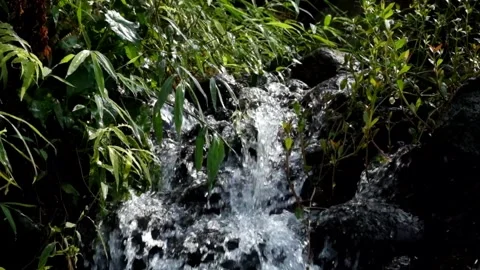 Clear water flows from behind the grass Stock Footage 291917123