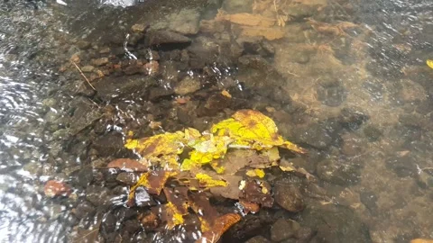 Clear water flows between river rocks Stock Footage 298843471