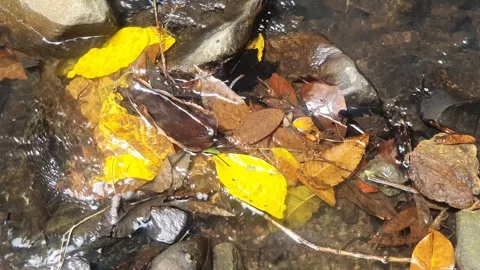 Clear water flows between river rocks Stock Footage 299015618