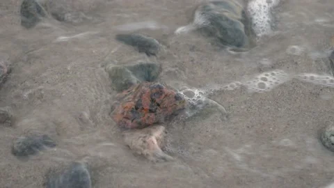 Clear water flows between the rocks on the sea shore. Vidéo 135439997