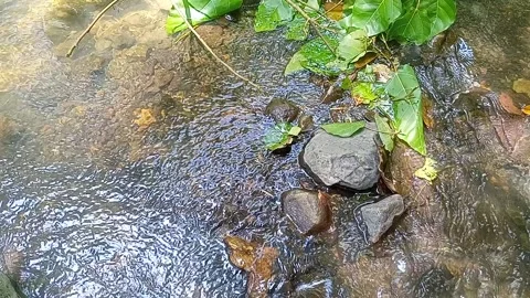 Clear water flows calmly on the rocks of the river Stock Footage 238604269