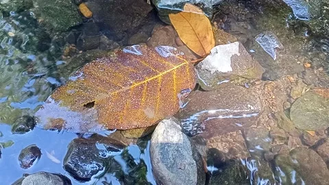 Clear water flows calmly on the rocks of the river Stock Footage 238607414