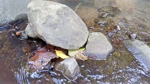 Clear water flows calmly on the rocks of the river Stock Footage 238612783