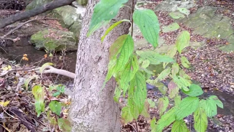 Clear water flows down a small natural stream with leaf-covered banks Vídeo Stock 166331133