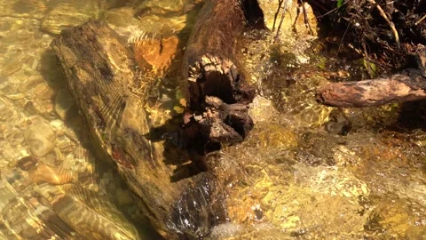 Clear water flows fast into the strean Stock Footage 137762158